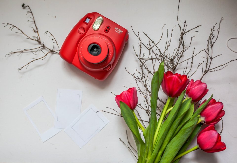 Flower, Red, Flower Arranging, Cut Flowers