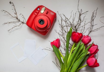 Flower, Red, Flower Arranging, Cut Flowers photo