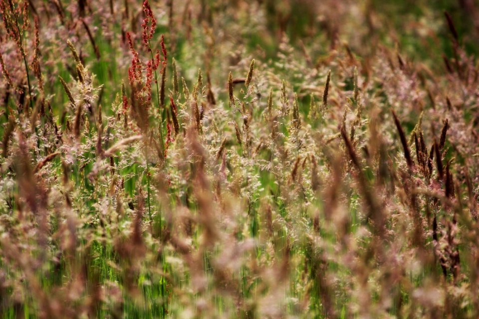Vegetation, Grass, Plant, Ecosystem