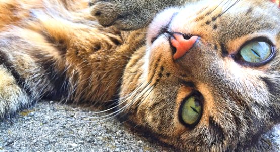 Cat, Whiskers, Fauna, Nose