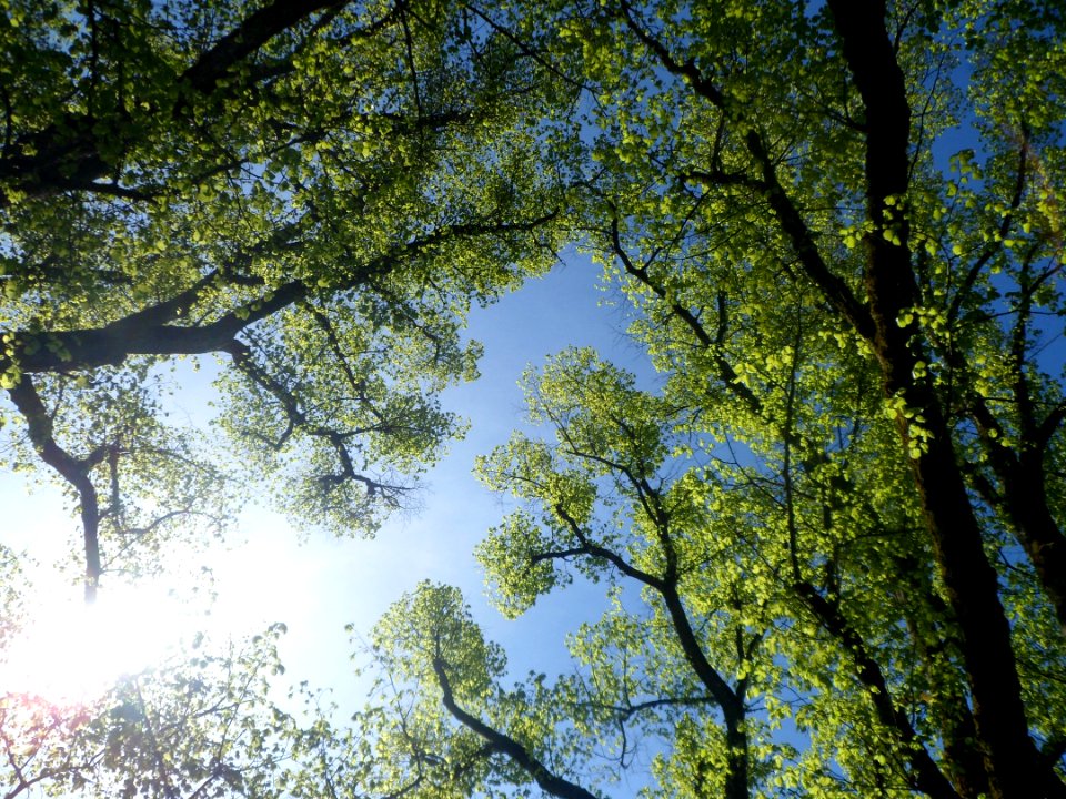 Tree, Nature, Branch, Vegetation