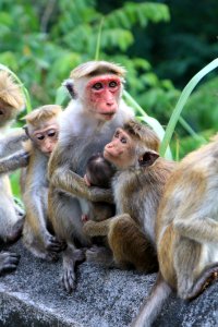 Macaque, Mammal, Fauna, Primate photo