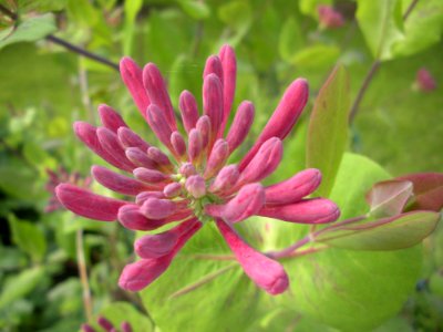 Flower, Flora, Plant, Honeysuckle