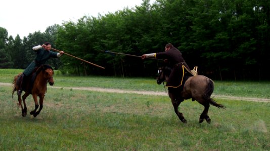 Horse, Mare, Stallion, Equestrianism photo