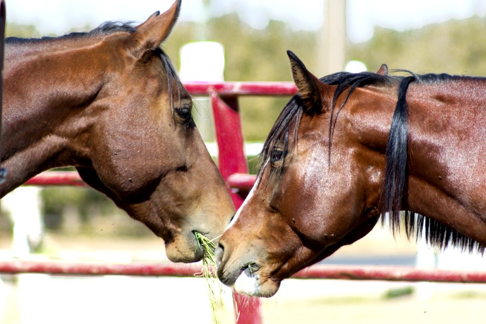 Horse, Bridle, Halter, Rein