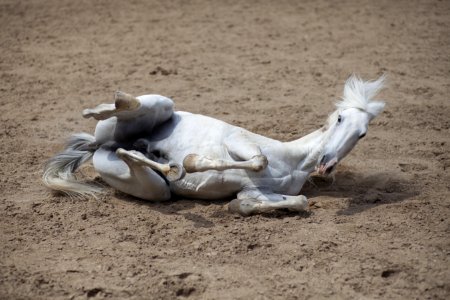 Horse, Horse Like Mammal, Sand, Stallion photo