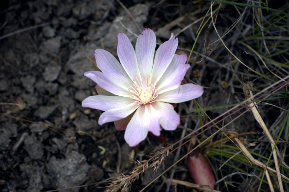 Flower, Flora, Plant, Wildflower