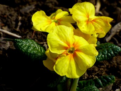 Yellow, Flower, Primula, Evening Primrose