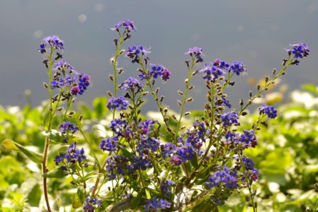 Plant, Flower, Flora, Purple photo