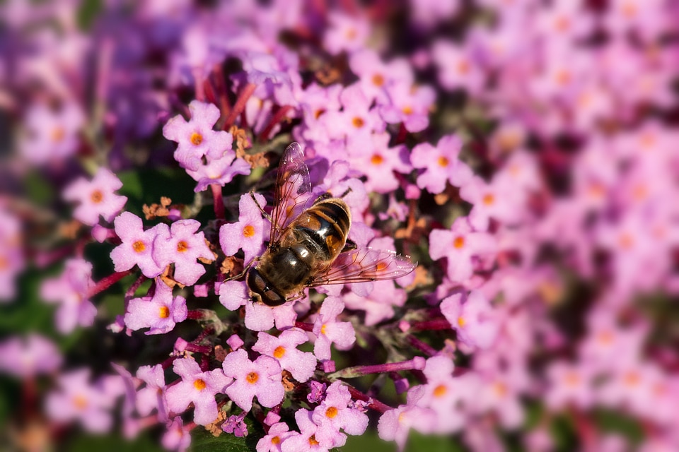 Lilac plant summer lilac