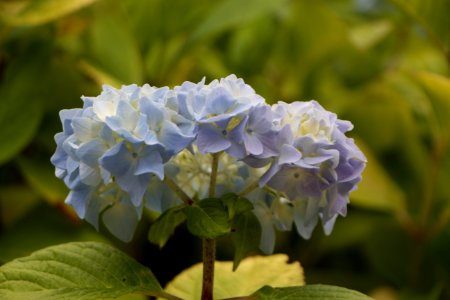 Blue, Flower, Plant, Hydrangea photo