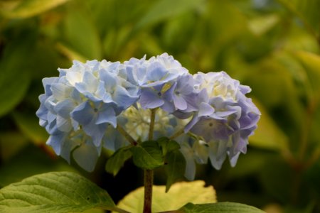 Blue, Flower, Plant, Hydrangea