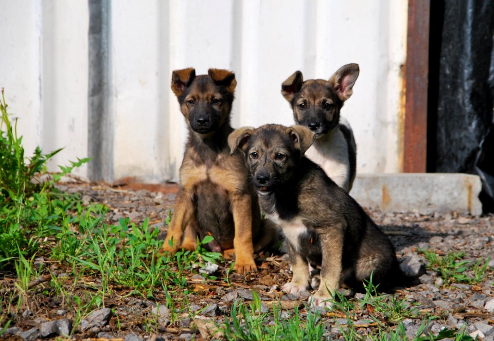 Dog, Dog Like Mammal, Dog Breed, Street Dog