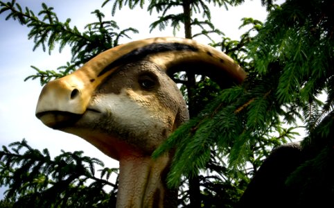 Beak, Fauna, Tree, Close Up