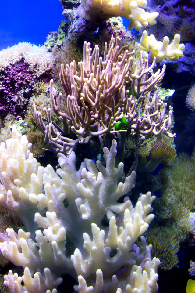 Coral Reef, Coral, Reef, Stony Coral