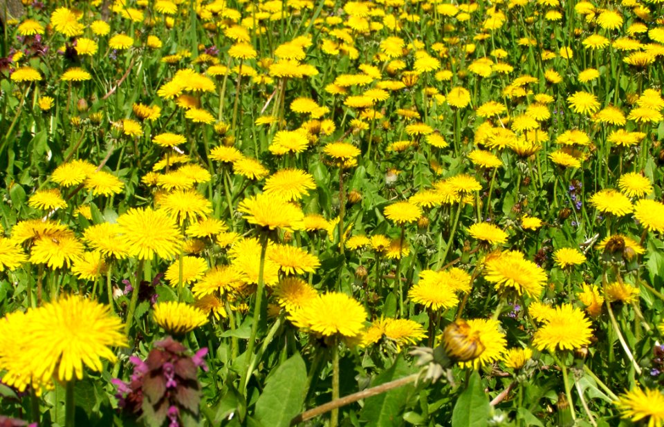 Flower, Yellow, Dandelion, Plant photo