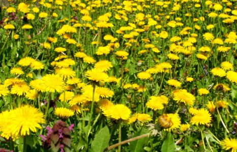 Flower, Yellow, Dandelion, Plant