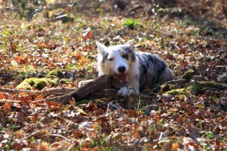 Dog, Dog Breed, Dog Like Mammal, Leaf photo