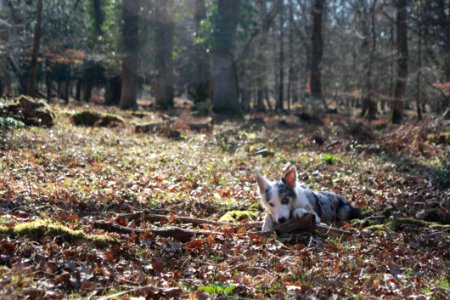 Woodland, Ecosystem, Wildlife, Forest
