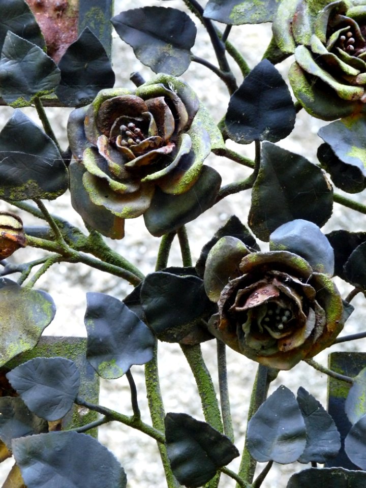 Plant, Flower, Flora, Rose Family