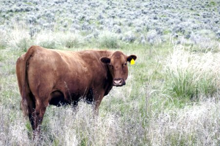 Cattle Like Mammal, Grassland, Pasture, Grazing