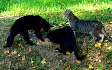Cat, Fauna, Small To Medium Sized Cats, Grass photo