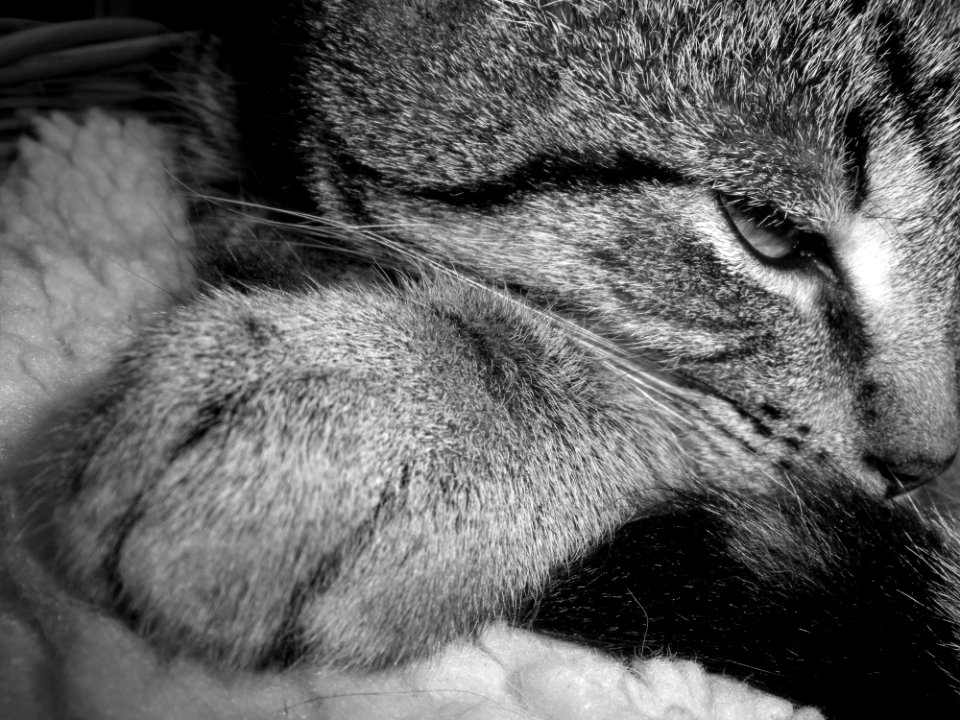 Cat, Whiskers, Face, Black And White