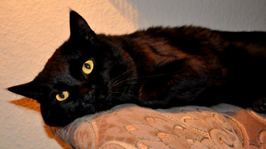 Cat, Black Cat, Small To Medium Sized Cats, Whiskers photo