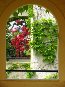 Flower, Plant, Window, Leaf photo