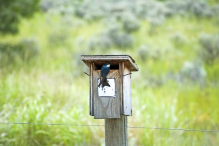 Bird, Grass, Birdhouse, Tree
