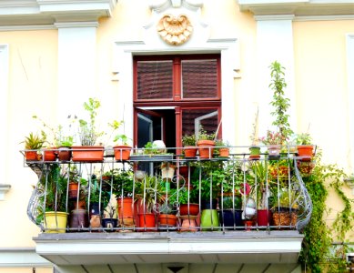 Floristry, Flower, Balcony, Flowerpot photo