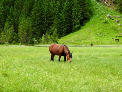 Grassland, Pasture, Grazing, Green