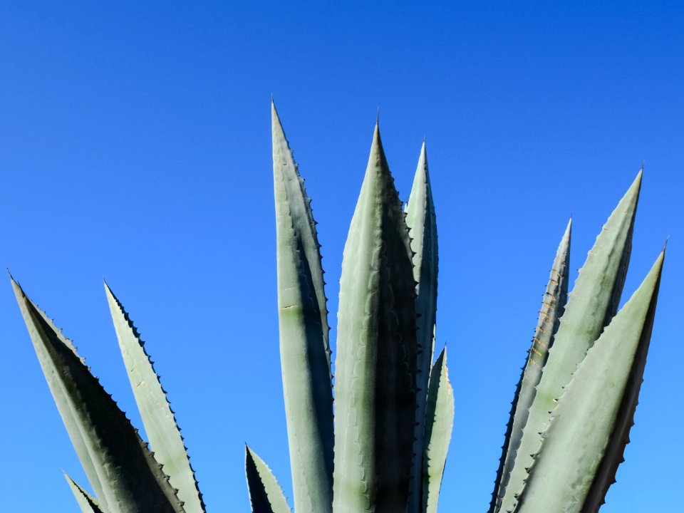 Sky, Plant, Agave Azul, Agave