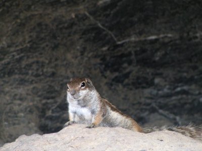 Mammal, Fauna, Squirrel, Terrestrial Animal photo