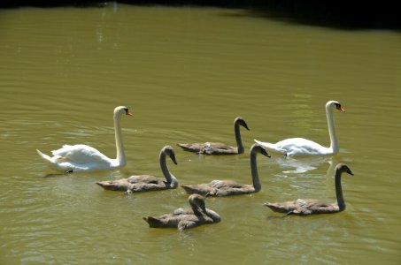 Swan, Bird, Water Bird, Water photo