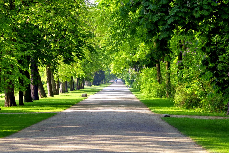 Path, Road, Nature, Tree