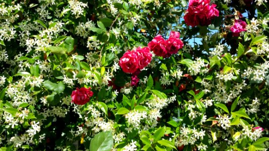Plant, Flower, Flowering Plant, Flora