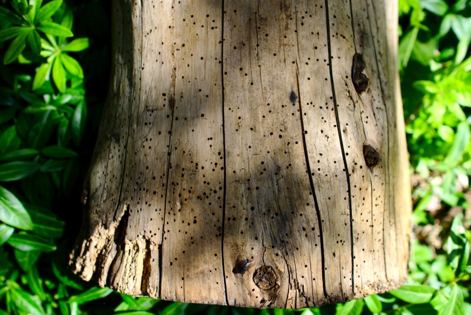 Trunk, Tree, Wood, Grass