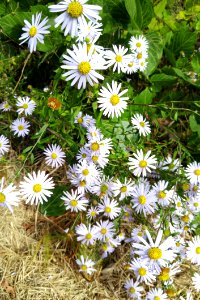 Flower, Plant, Flora, Flowering Plant
