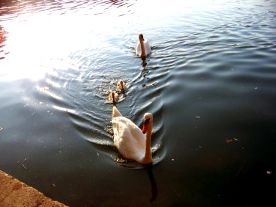 Water, Reflection, Water Bird, Duck