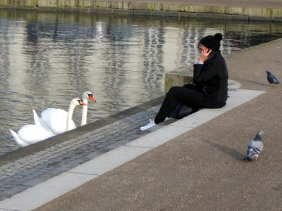 Bird, Water, Water Bird, Vertebrate photo