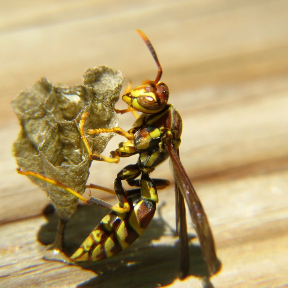 Insect, Pest, Invertebrate, Membrane Winged Insect