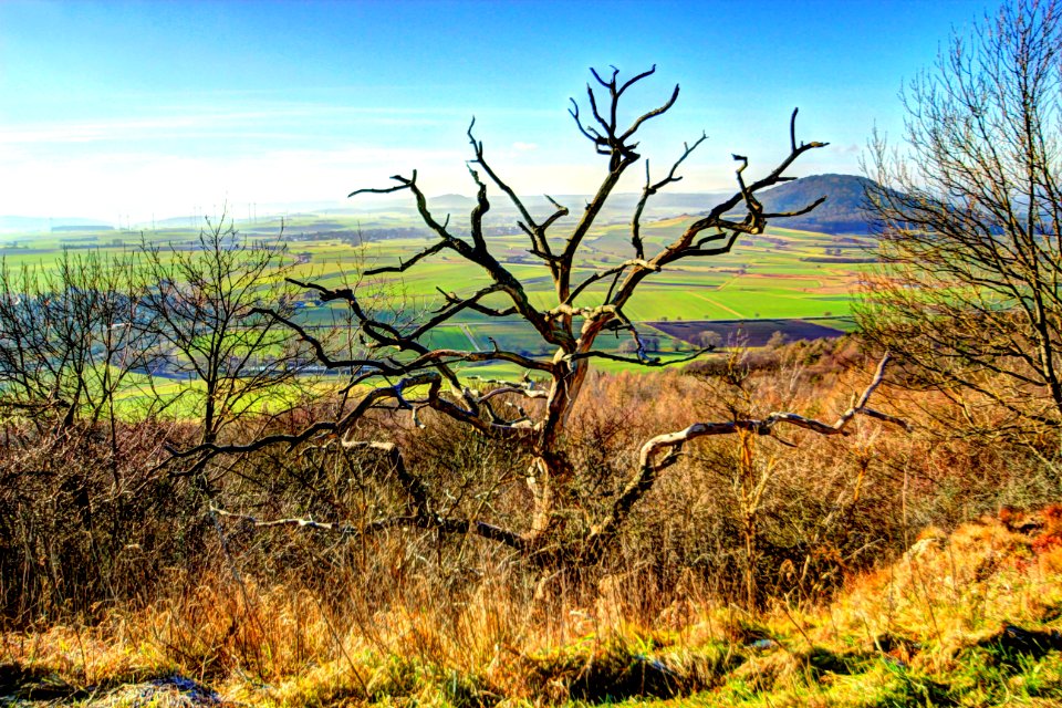 Tree, Ecosystem, Vegetation, Sky