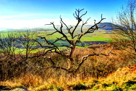 Tree, Ecosystem, Vegetation, Sky photo