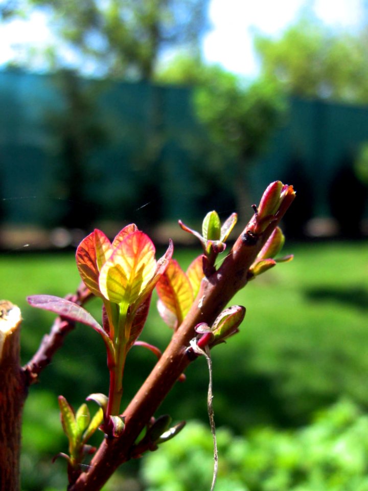 Plant, Flora, Vegetation, Flower