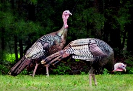 Domesticated Turkey, Wild Turkey, Galliformes, Fauna