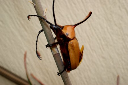 Insect, Beetle, Invertebrate, Scarabs