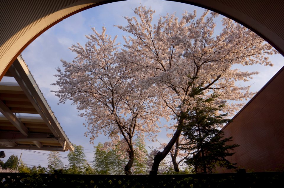 Tree, Sky, Plant, Woody Plant