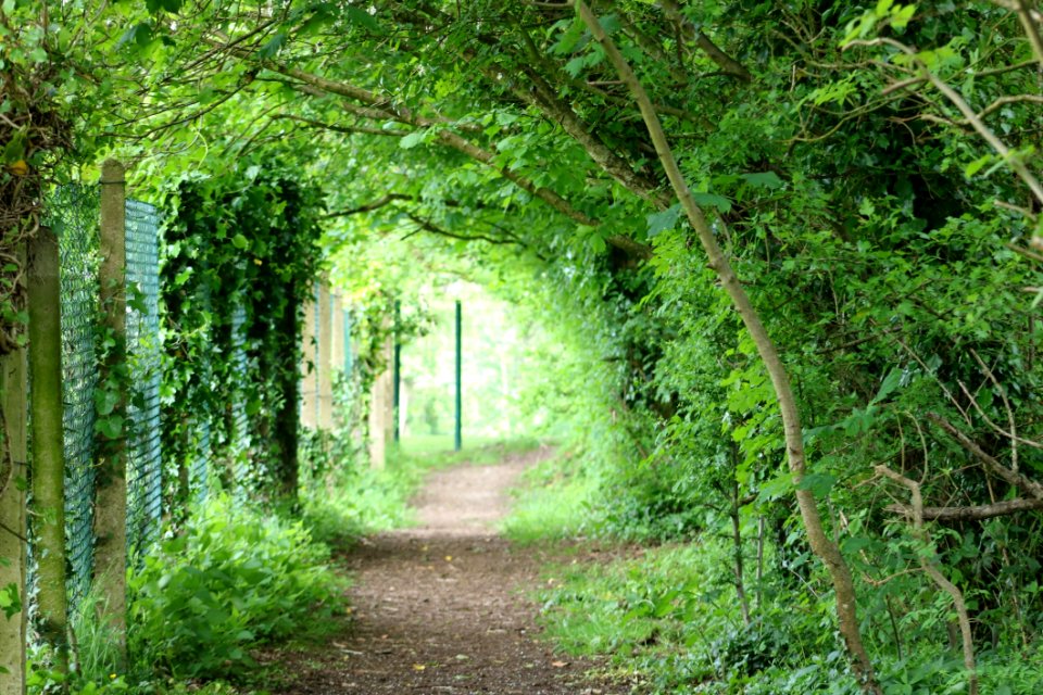 Vegetation, Nature Reserve, Woodland, Ecosystem