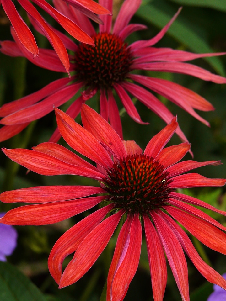 Flower red coneflower